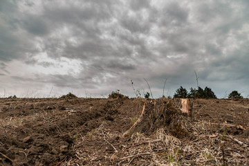 A stump after deforestation on fertile soil, gray clouds, aligned to the right.