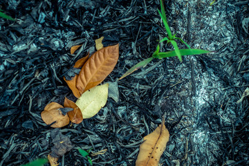Leaves on ground
