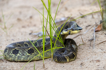 Eastern hognose snake threat display on sand