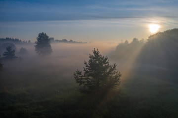 Obraz na płótnie Canvas Silhouettes of trees in the morning fog