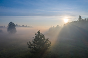 Silhouettes of trees in the morning fog