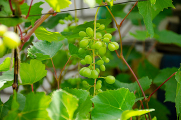 Green grape vine on a vine