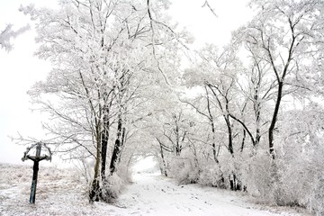 a path among the trees in a rural area in winter