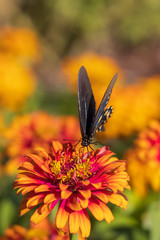Pipevine Swallowtail butterfly on Zinnia