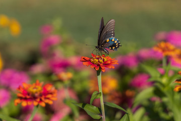 Pipevine Swallowtail butterfly on Zinnia