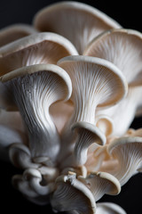 oyster mushroom on dark background, fresh mushroom, farmers market produce, organic produce