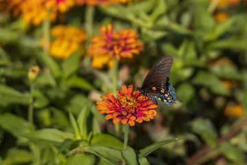 Pipevine Swallowtail butterfly on Zinnia