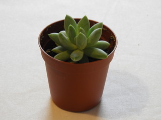 green plant in pot