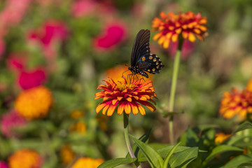 Fototapeta na wymiar Pipevine Swallowtail butterfly on Zinnia