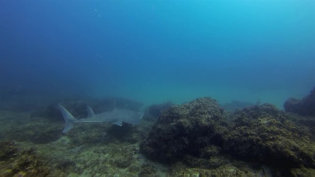 Shovelnose Ray, Whitespotted Guitarfish Or Shovelnose Shark Swimming Fast Over Coral Reef & Leopard Shark In Blue Sea. White Spotted Shovel Nosed Guitar Fish. Australian Bottom Dwelling Marine Life