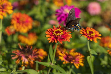 Pipevine Swallowtail butterfly on Zinnia