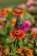 Pipevine Swallowtail butterfly on Zinnia