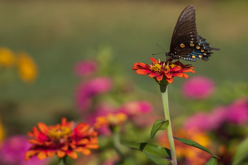 Pipevine Swallowtail butterfly on Zinnia