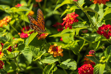 Gulf Fritillary butterfly on Lantana flowers