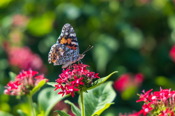 Painted Lady butterfly on pink Pentas, close-up