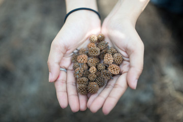 woman hands holding pine nut
