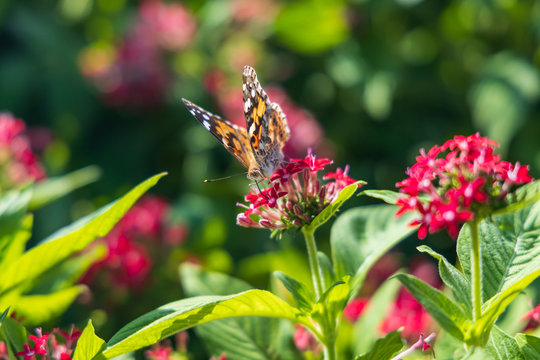 Painted Lady butterfly on pink Pentas, close-up