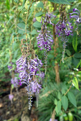 Sommerflieder, Schmetterlingsflieder (Buddleja lindleyana)