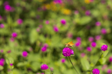 Fiery Skipper on purple flowers, butterfly close-up 