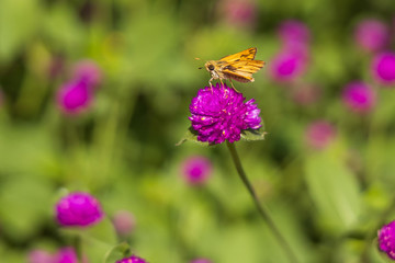 Fiery Skipper on purple flowers, butterfly close-up 