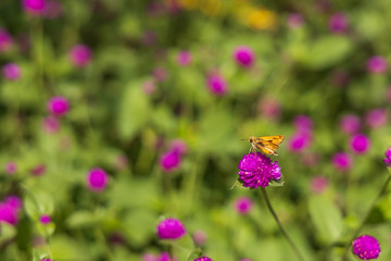 Fiery Skipper on purple flowers, butterfly close-up 