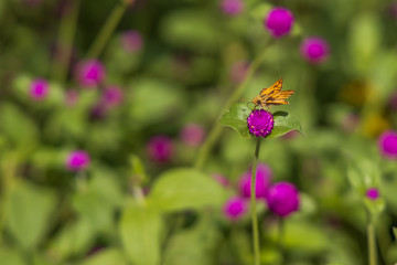 Fiery Skipper on purple flowers, butterfly close-up 