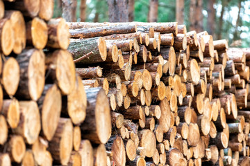 Holzstämme nach dem Fällen im Wald