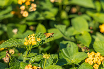 Fiery Skipper, butterfly sitting on yellow flowers, close-up