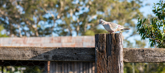 One Australian crested pigeon resting on a rustic fence