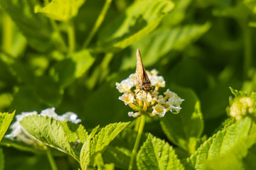 Fiery Skipper, butterfly sitting on white flowers, close-up