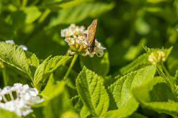 Fiery Skipper, butterfly sitting on white flowers, close-up