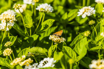 Fiery Skipper, butterfly sitting on white flowers, close-up