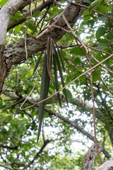 el alcomun