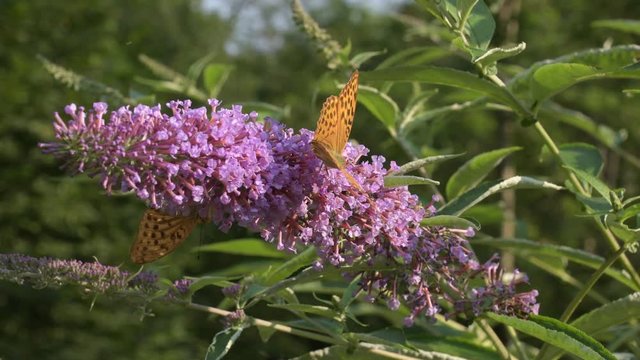 La danza della farfalla sul fiore