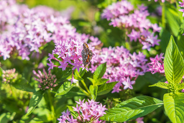 Painted Lady butterfly on pink Pentas, close-up