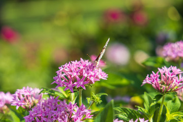 Painted Lady butterfly on pink Pentas, close-up