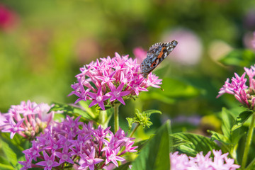 Painted Lady butterfly on pink Pentas, close-up