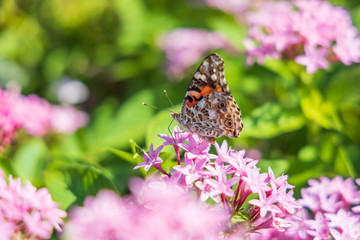Painted Lady butterfly on pink Pentas, close-up
