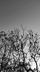 silhouette of a tree