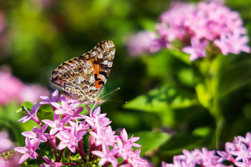 Painted Lady butterfly on pink Pentas, close-up