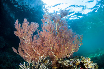 A beautiful gorgonian thrives in shallow water amid the remote islands of Raja Ampat, Indonesia. This equatorial region is possibly the center for marine biodiversity.