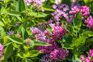 Painted Lady butterfly on pink Pentas, close-up