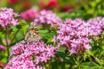 Painted Lady butterfly on pink Pentas, close-up