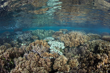 Fototapeta na wymiar Beautiful corals thrive in shallow water amid the remote islands of Raja Ampat, Indonesia. This equatorial region is possibly the center for marine biodiversity.
