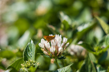 Skipper on white flowers, butterfly close-up 