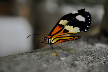 Borboleta é pétala que voa.