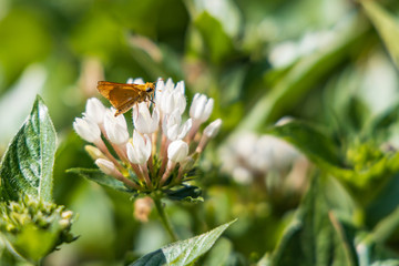 Skipper on white flowers, butterfly close-up 