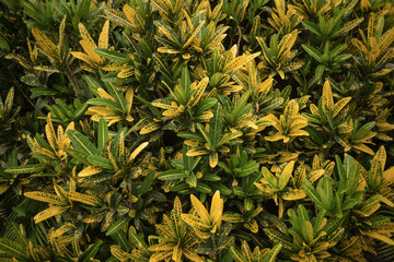 Fototapeta premium planta amarilla