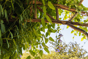 Wooden trellis with green vine and purple flowers
