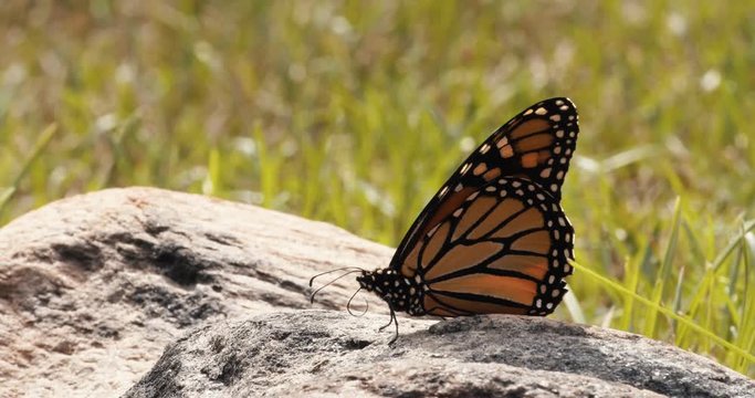 Monarch Butterfly Flies Off from Rock in Slow Motion. Shot in 4K RAW on a cinema camera.